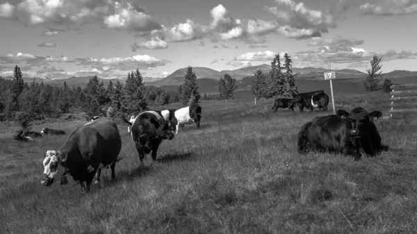 Krowy Pasące Się Górach — Zdjęcie stockowe