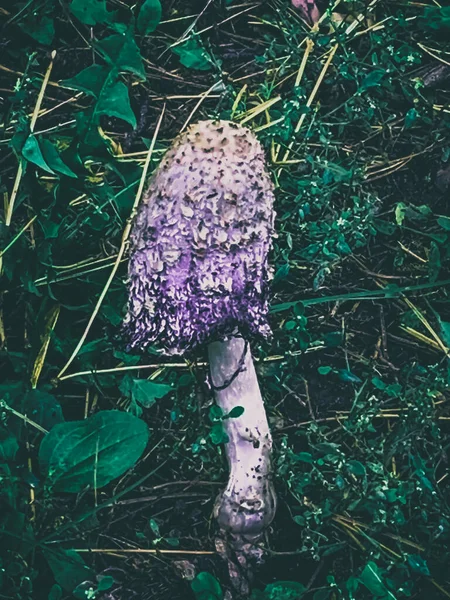 Bela Jovem Mulher Floresta — Fotografia de Stock