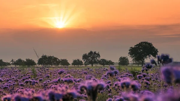 美丽的落日笼罩在村庄山谷的田野上 — 图库照片