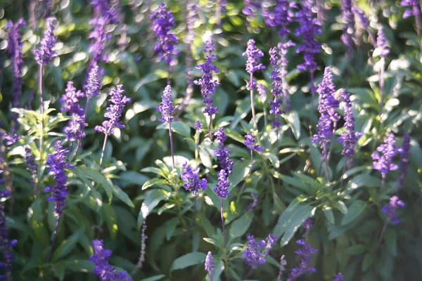 Belles Fleurs Violettes Dans Jardin — Photo