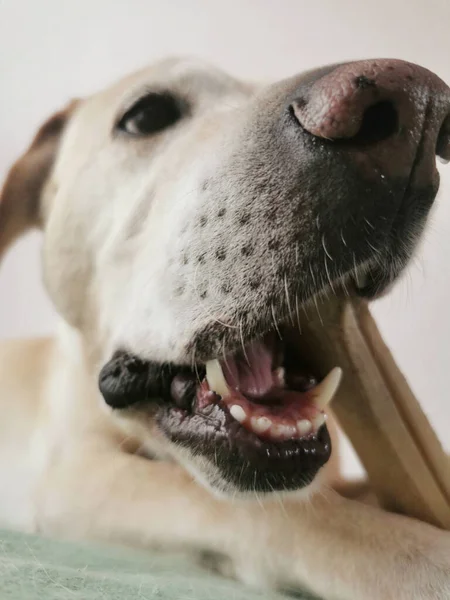 Közeli Kép Egy Aranyos Kutyáról — Stock Fotó