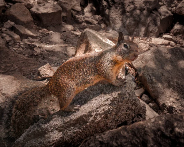 Zbliżenie Ujęcia Czerwonej Wiewiórki — Zdjęcie stockowe