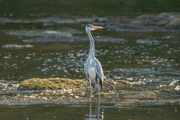 Grande Egret Água — Fotografia de Stock