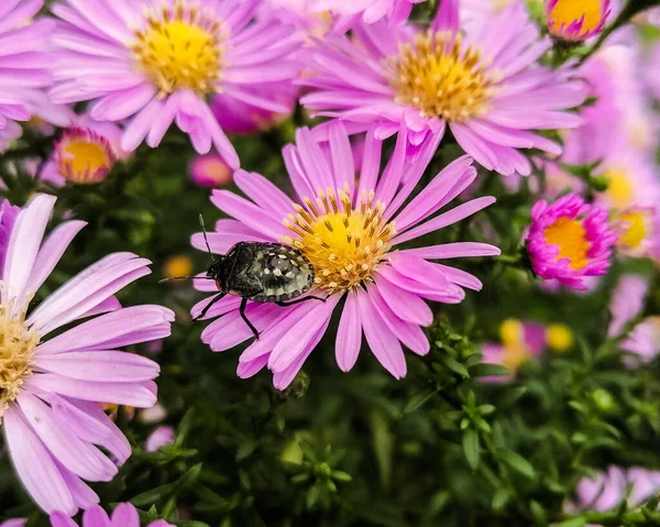 Bellissimi Fiori Sfondo Concetto Floreale — Foto Stock