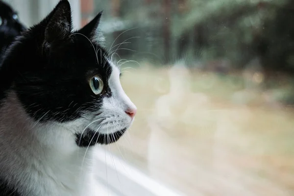 Černá Bílá Kočka Krásnou Tváří — Stock fotografie