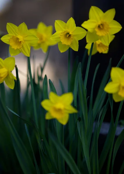 Жовті Нарциси Саду — стокове фото