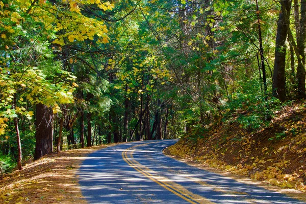 Foresta Autunnale Nel Parco — Foto Stock