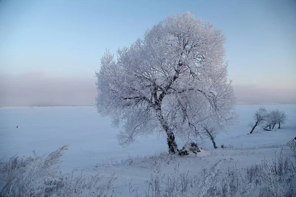 Winterlandschaft Mit Schneebedeckten Bäumen — Stockfoto