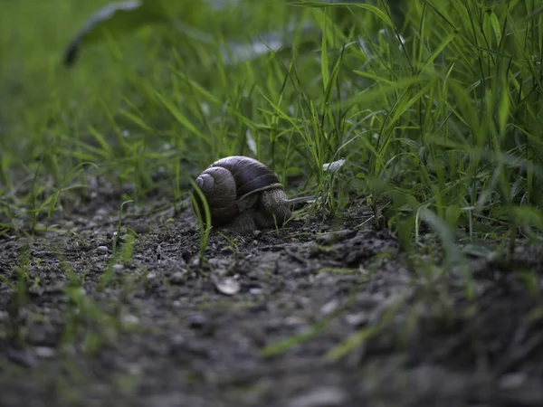 Detailní Záběr Zeleného Hnědého Ptáka — Stock fotografie