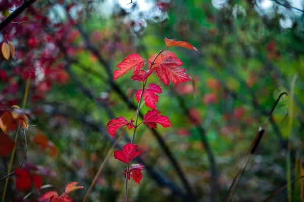 Feuilles Automne Flore Saison Automne — Photo