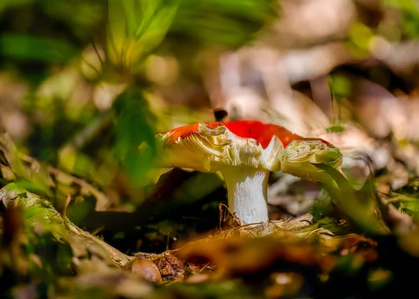 Belo Cogumelo Branco Floresta — Fotografia de Stock