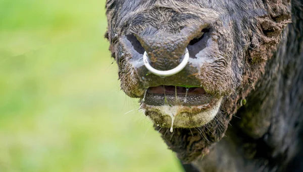 Gros Plan Une Tête Chèvre — Photo