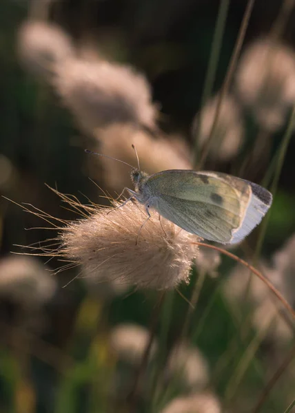 绿色背景上美丽的蝴蝶 — 图库照片