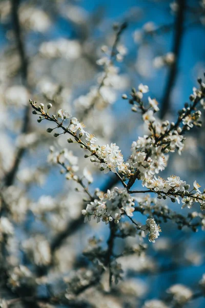 Schöne Blumen Wachsen Garten — Stockfoto