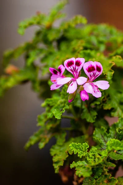 Beautiful Flowers Garden — Stock Photo, Image