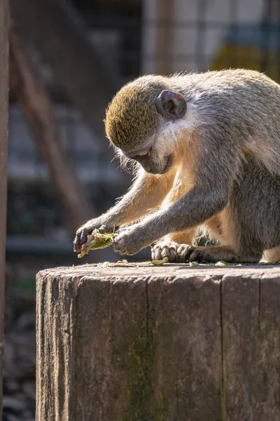 Młoda Małpa Siedząca Skale — Zdjęcie stockowe