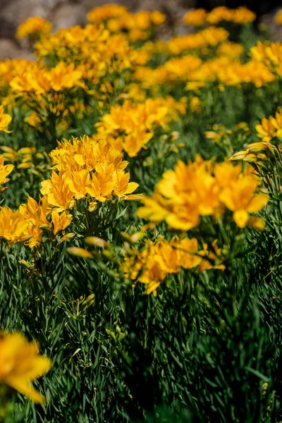 庭の黄色い花 — ストック写真