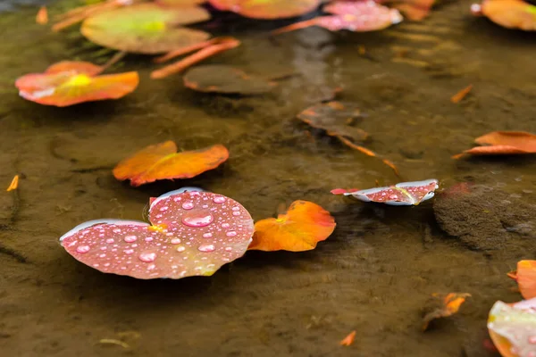 水の中の美しい赤と黄色の葉 — ストック写真