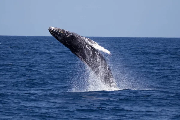 Ballena Jorobada Mar — Foto de Stock