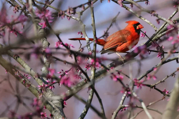 นกแดงบนก งไม — ภาพถ่ายสต็อก