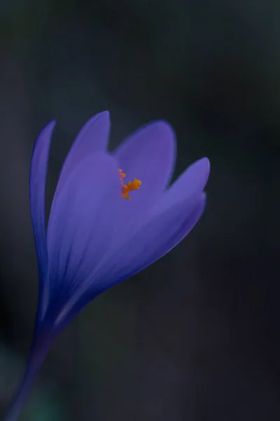 Krásný Fialový Krokus Květina Zahradě — Stock fotografie