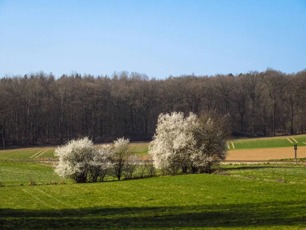 Wiosenny Krajobraz Drzewami Zieloną Trawą — Zdjęcie stockowe