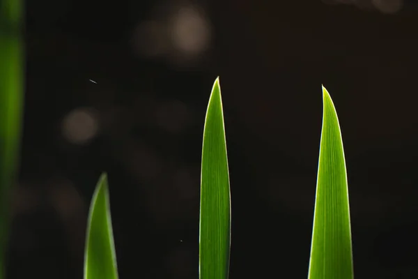 Зелене Листя Флора Природа — стокове фото