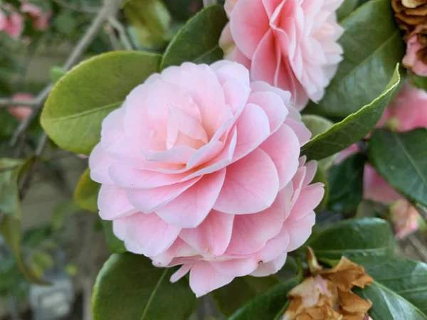 Hermosas Rosas Rosadas Jardín — Foto de Stock