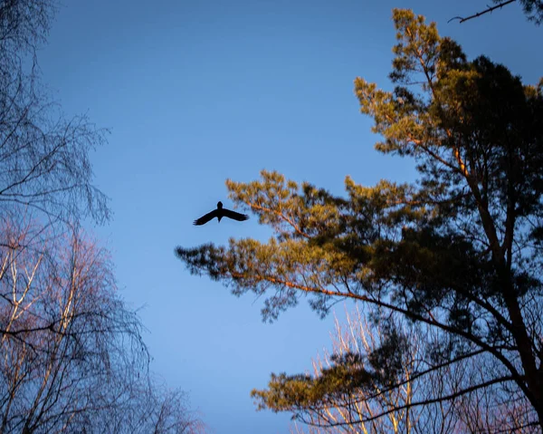 Een Vogel Die Lucht Vliegt — Stockfoto