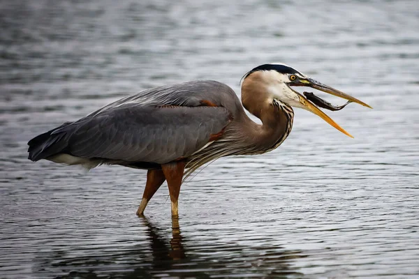 Garza Grande Ardea Alba Pelecanus Onocrotalus Ciconia Brasil — Foto de Stock