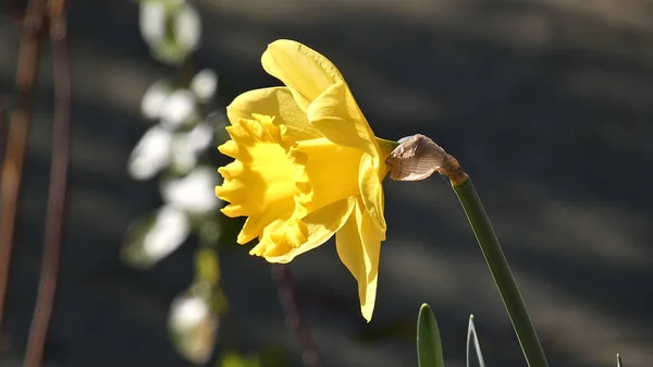花园里的黄花 — 图库照片