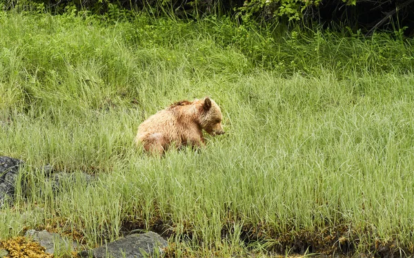 Lion Dans Herbe Dans Prairie Verte — Photo