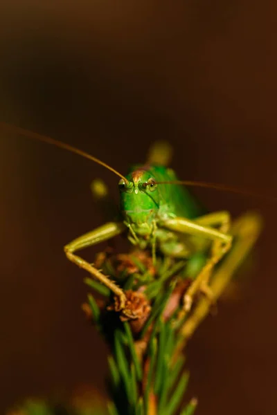 Gros Plan Bug Nature Sauvage — Photo