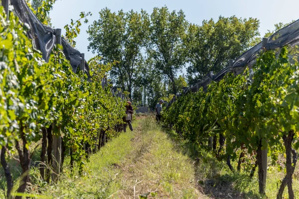 Vineyard Countryside — Stock Photo, Image