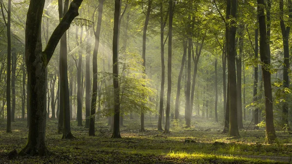 Hermoso Bosque Otoño Con Árboles Hojas — Foto de Stock