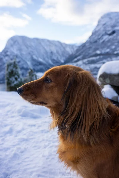 Hund Den Bergen — Stockfoto