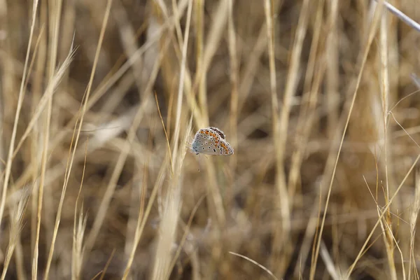 Vacker Fjäril Gräset — Stockfoto