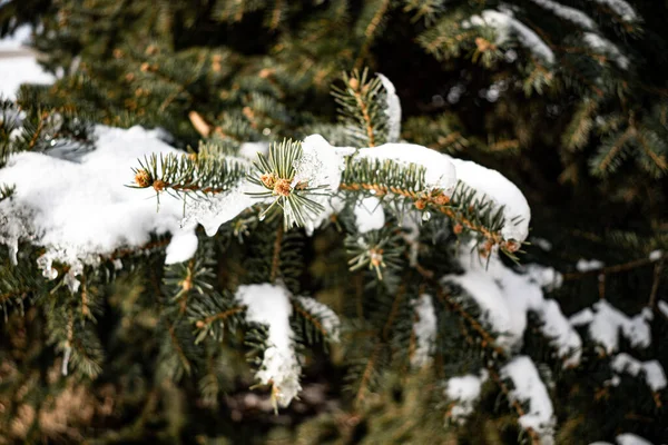 Gyönyörű Téli Erdő Hóval Borított Fák — Stock Fotó
