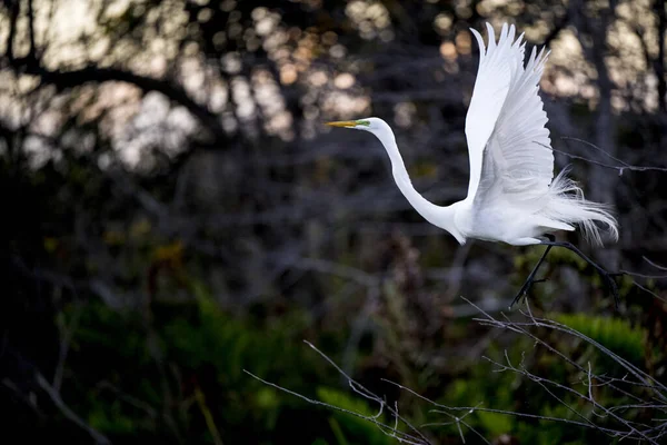 White Egret Water — Stock Photo, Image