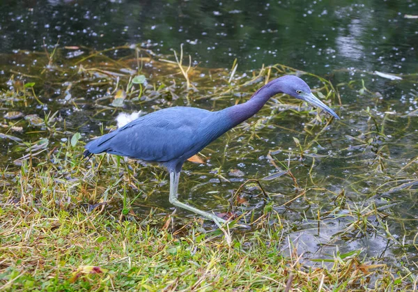 Stor Egret Vattnet — Stockfoto