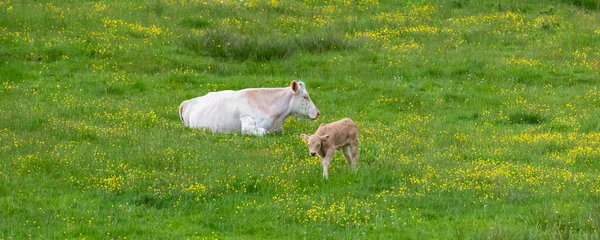 一只年轻的棕色头发的山羊在绿色的草地上吃草 — 图库照片
