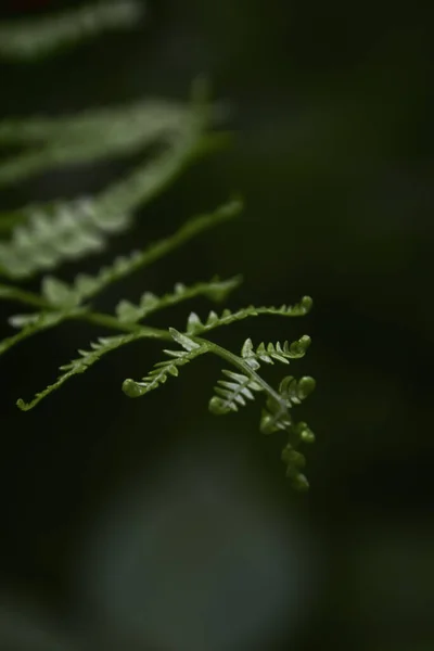 Hojas Verdes Flora Follaje — Foto de Stock