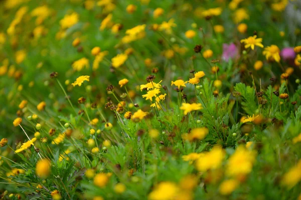 Mooie Bloemen Tuin — Stockfoto