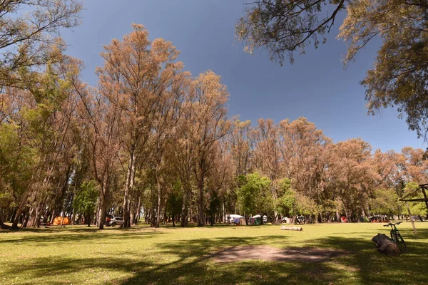 Paisaje Otoñal Con Árboles Hojas Verdes —  Fotos de Stock