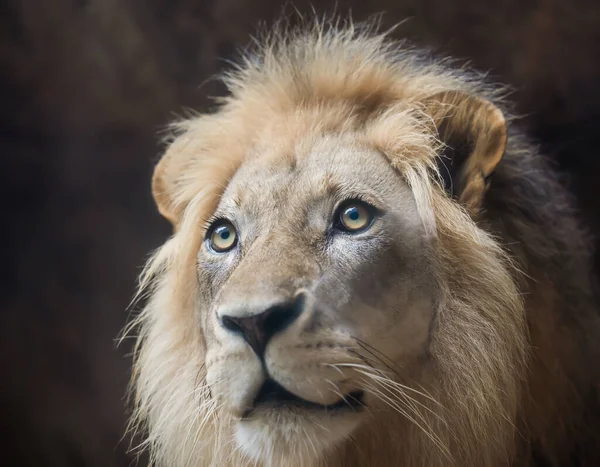 Närbild Ett Manligt Lejon — Stockfoto