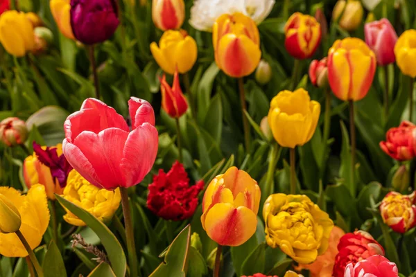 Belles Tulipes Dans Jardin — Photo