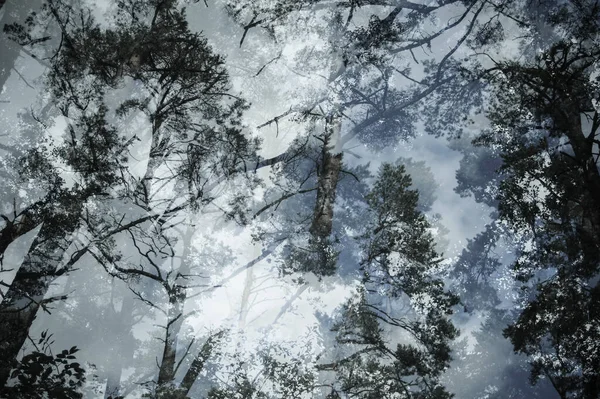 Prachtig Uitzicht Het Bos — Stockfoto