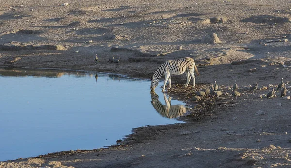 Wilde Zebra Wandelen Weg — Stockfoto