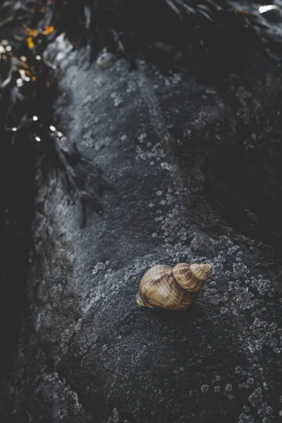 蜗牛在地面上 — 图库照片