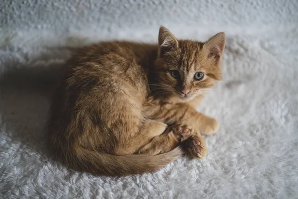 Cute Cat Lying Floor — Stock Photo, Image